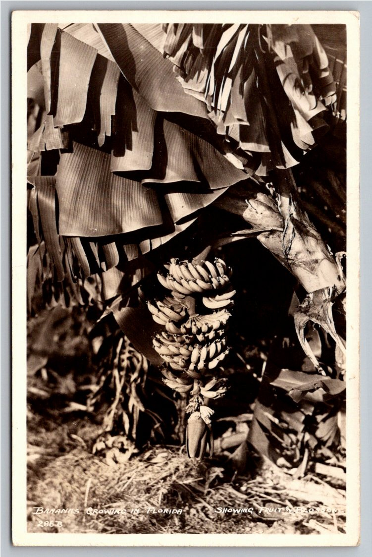1930s Florida RPPC Postcard: Bananas Growing Fruit & Blossom