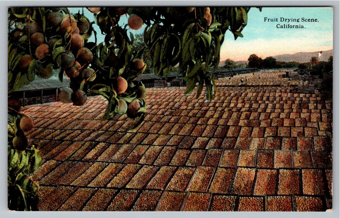 Early 1900s California Fruit Drying Scene Cardinell Postcard