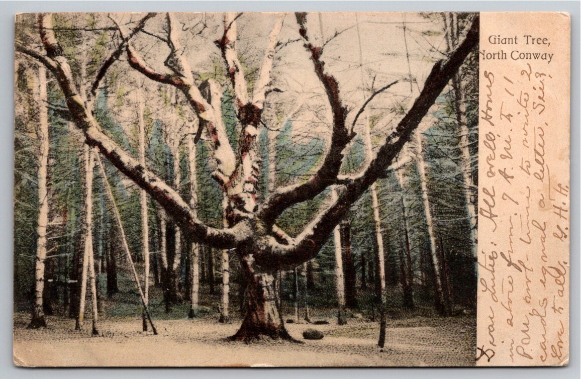 Vintage 1905 Giant Tree North Conway NH Undivided Back Postcard