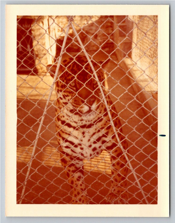 1970s Vintage Color Photo: Big Cat Jaguar Zoo Enclosure Snapshot