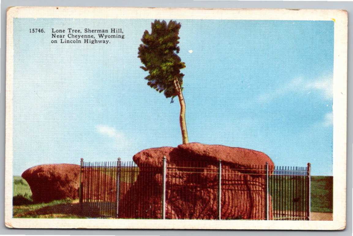 1930s Tree in Rock Lincoln Highway Postcard Sherman Hill Wyoming