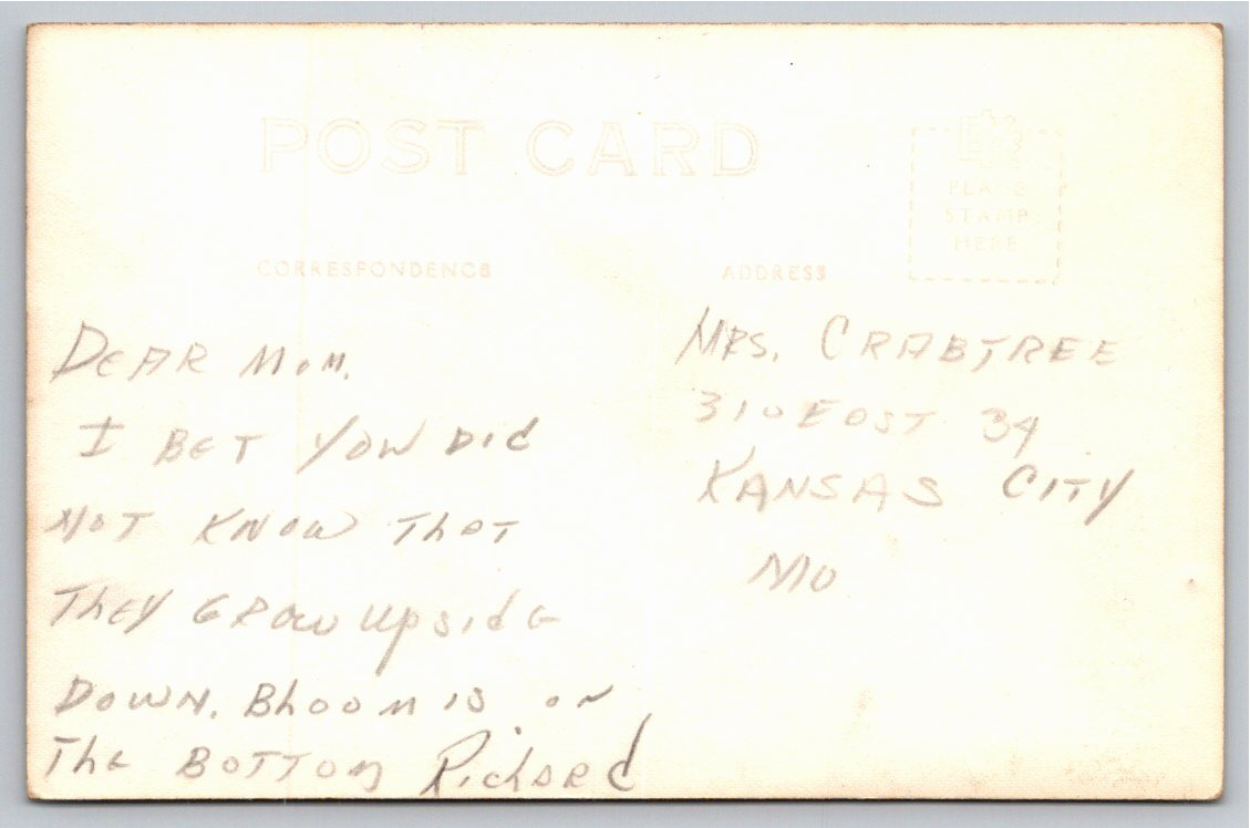 1930s Florida RPPC Postcard: Bananas Growing Fruit & Blossom - Back / Reverse View