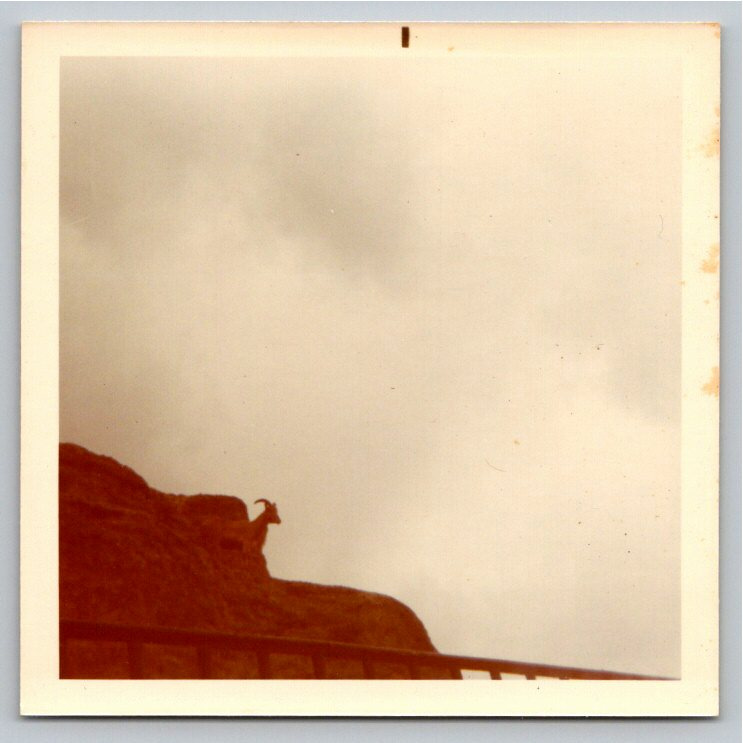 Vintage 1970 London Zoo Mountain Goat Silhouette Photo Snapshot